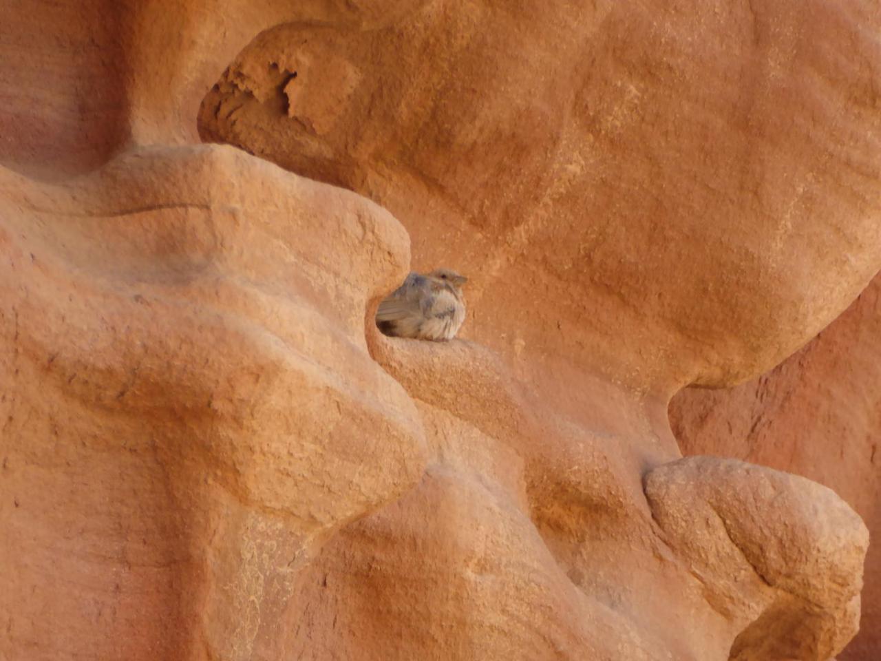 Hotel Real Bedouin Experience Tours & Camp Wadi Rum Exterior foto